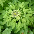 Anemonoides nemorosa 'Viridiflora'