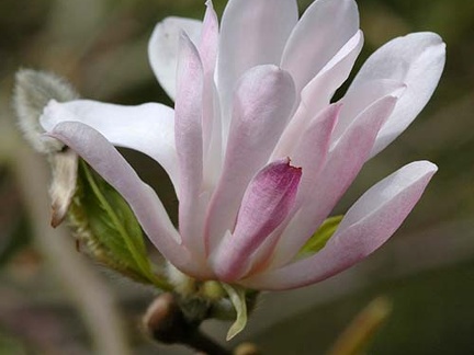 Magnolia x loebneri 'Raspberry Fun'