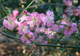 Prunus mume 'Yae Kankobai'
