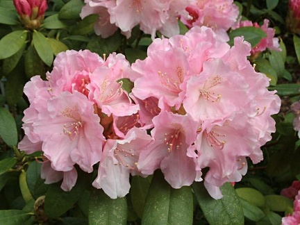 Rhododendron 'Doc'