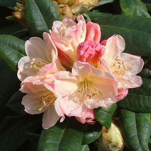 Rhododendron 'Percy Wiseman'.jpg