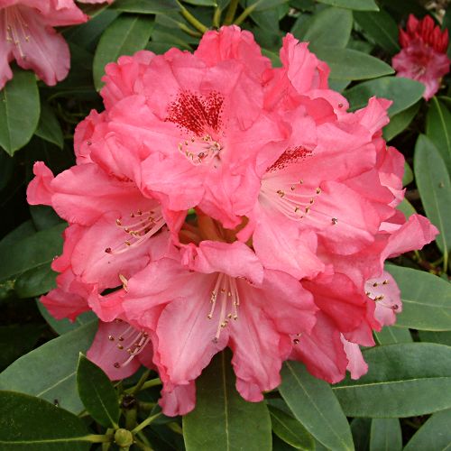 Rhododendron 'Sneezy'.jpg