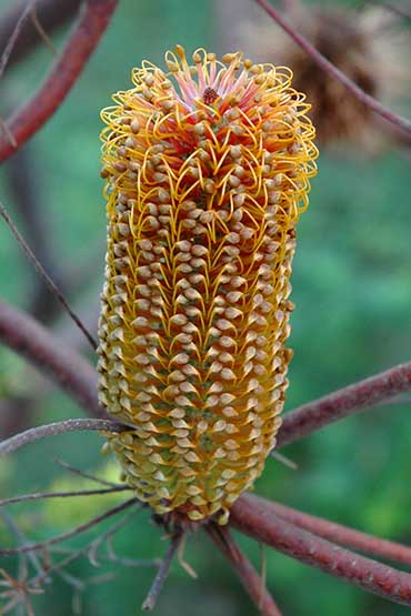 Banksia ericifolia - flower