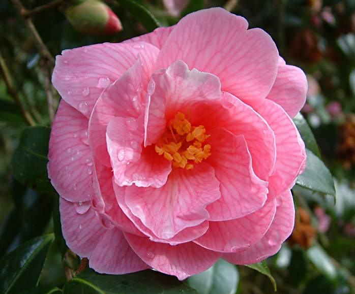 Camellia x williamsii 'Donation'.jpg
