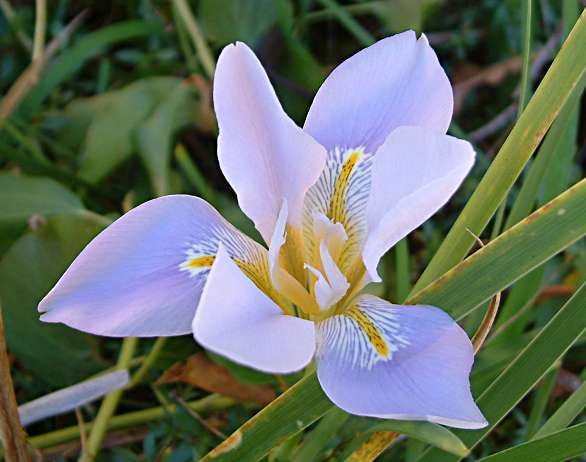 Iris unguicularis 'Walter Butt'