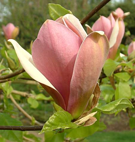 Magnolia x brooklynensis 'Eva Maria'