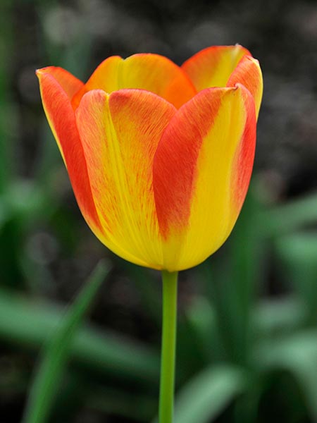 Tulipa 'Princess Margaret Rose'