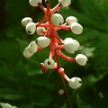 Actaea pachypoda - berries