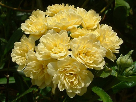 Rosa banksiae 'Lutea'
