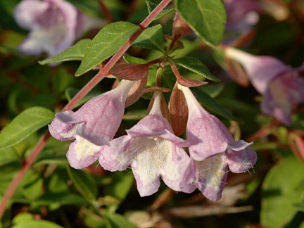 Abelia parvifolia - flowers