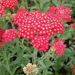Achillea millifolium 'Red Velvet'