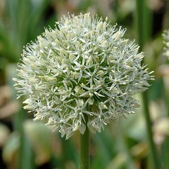 Allium 'Mont Blanc'