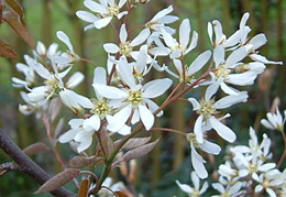 Amelanchier lamarckii  - flowers