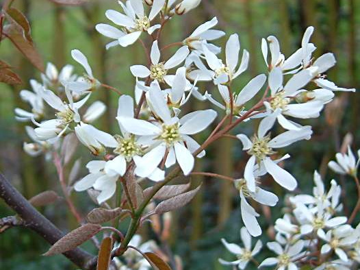 Amelanchier lamarckii  - flowers