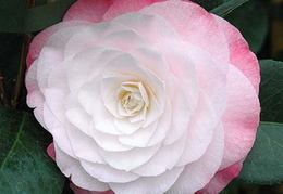 Camellia japonica 'Desire'
