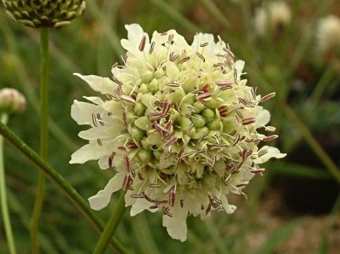Cephalaria dipsacoides