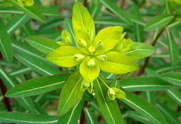 Euphorbia cornigera