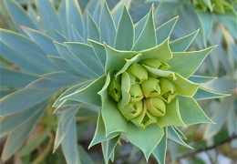 Euphorbia rigida - flower buds
