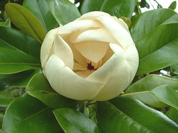 Magnolia 'Maryland' - flower