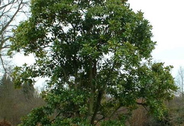 Magnolia 'Maryland'
