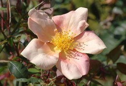 Rosa x odorata 'Mutabilis'