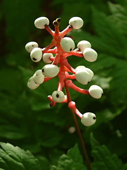 Actaea pachypoda berries.jpg