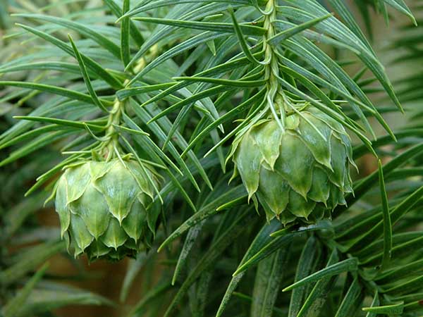 Cunninghamia lanceolata  - new cones