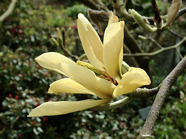 Magnolia acuminata 'Butterflies'.jpg