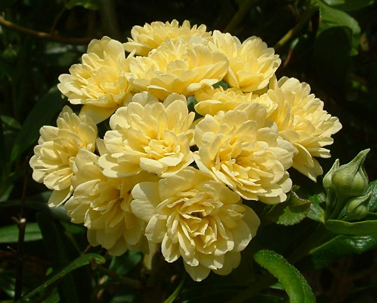 Rosa banksiae 'Lutea'