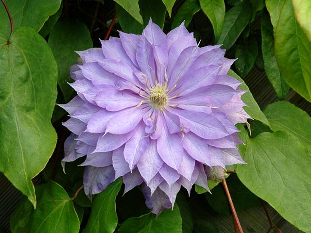 Clematis 'Countess of Lovelace'.jpg