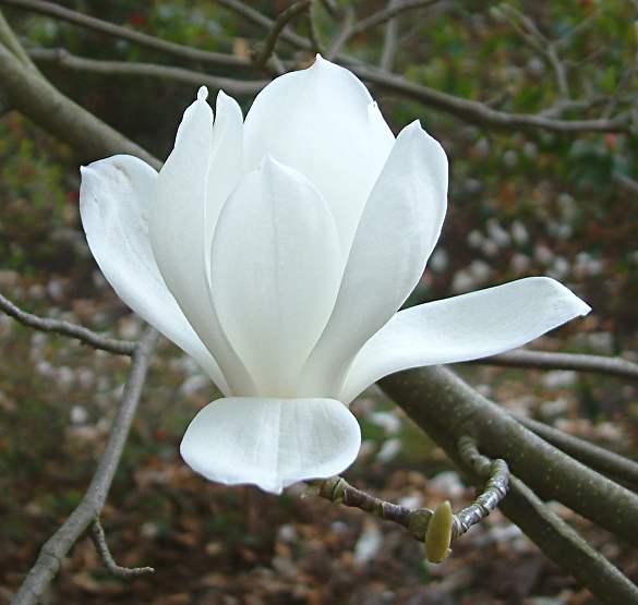 Magnolia denudata.jpg