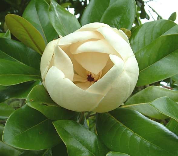 Magnolia 'Maryland' - flower