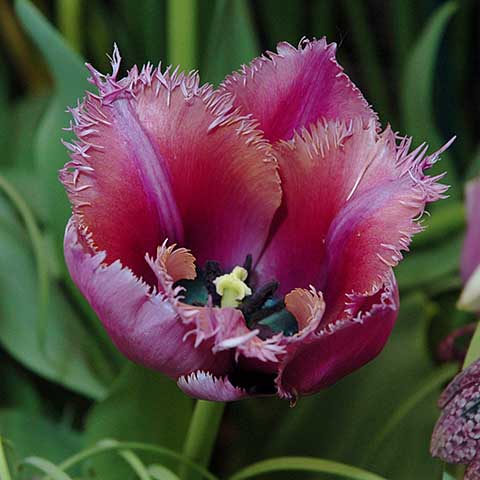 Tulipa 'Curly Sue'.jpg